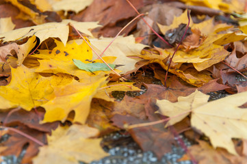 Fallen maple leaf in autumn.