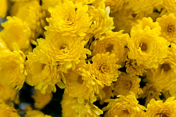 Yellow flower close up shot.
