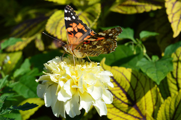 Butterfly in the garden