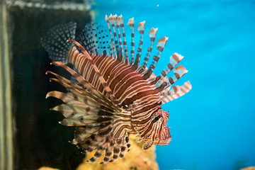 lionfish, pterois volitans
