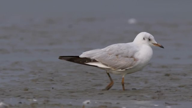 Black-headed gull (Chroicocephalus ridibundus) at the bottom of a pond