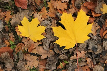 Fototapeta premium yellow maple leaves in autumn 