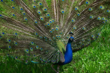 Obraz premium A peacock showing off his feathers