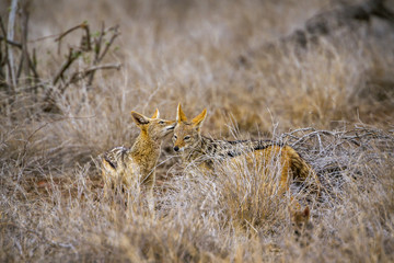 Black-backed jackal in Kruger National park, South Africa