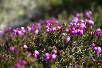 Obraz premium Small pink flowers growing on the rocky slopes of mount Kurodake, Daisetsuzan National Park, Hokkaido, Japan