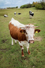 Fototapeta na wymiar Kuh, Kühe, Rinder auf der Weide 