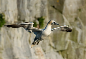 Northern Gannets