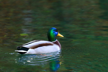Duck in water