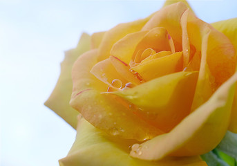 rose yellow isolated on white background