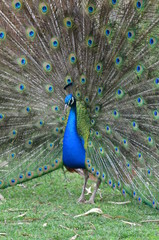 Obraz premium A male peacocok streching feathers.