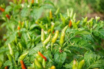 Green pepper on the tree