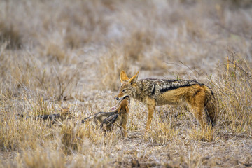 Black-backed jackal in Kruger National park, South Africa