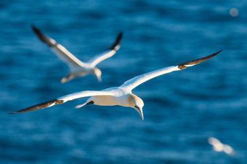 Northern Gannets
