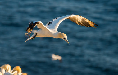 Northern Gannets