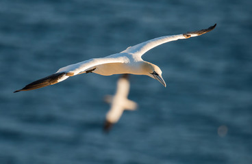 Fototapeta premium Northern Gannets
