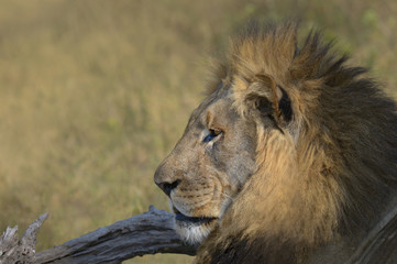 Lion headshot resting in grass in Africa