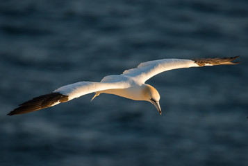 Northern Gannets