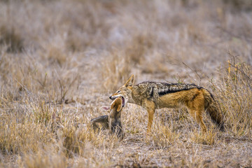 Black-backed jackal in Kruger National park, South Africa
