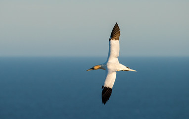Fototapeta na wymiar Northern Gannets