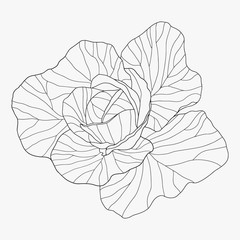 Hand drawn cabbage line art. Garden illustration 