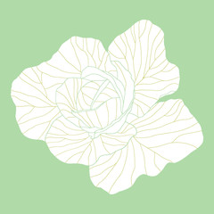 Hand drawn cabbage. Vegetable illustration 