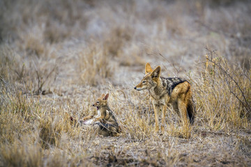 Black-backed jackal in Kruger National park, South Africa