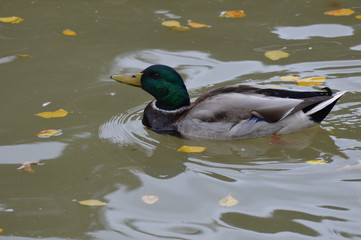 Mallard duck on the water