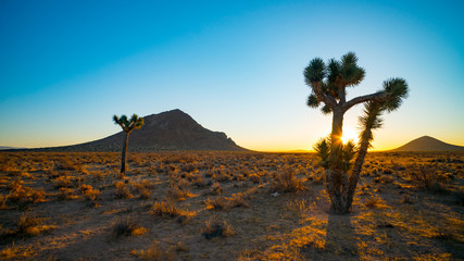 Fototapeta na wymiar Desert Joshua Tree Sunrise