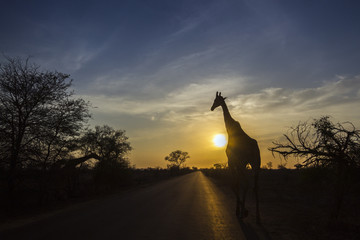 Giraffe in Kruger National park, South Africa