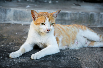 The yellow cat is sleeping on the floor