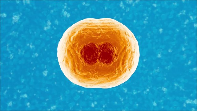 3D rendered Animation of the Mitosis and replication of a generic biological Cell.
