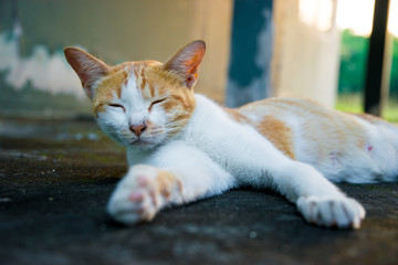 The yellow cat is sleeping on the floor