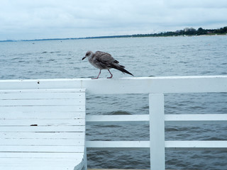 Seagull standing on the white pier at Sopot, Gdansk. Abstract freedom concept background.