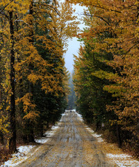 Dirt road with fall colors, firs, aspen, and larch (tamarack)
