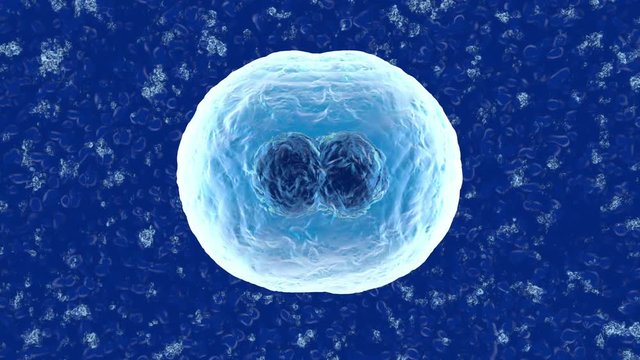 3D rendered Animation of the Mitosis and replication of a generic biological Cell.
