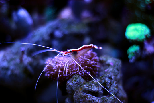 Cleaner shrimp in reef aquarium tank