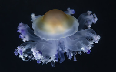 Close-up view of a Fried Egg jellyfish (Cotylorhiza tuberculata)