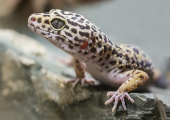Close-up view of a Leopard gecko (Eublepharis macularius)
