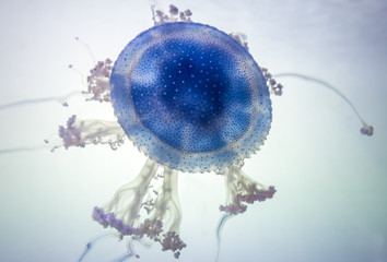 Close-up view of an Australian spotted jellyfish (Phyllorhiza punctata)
