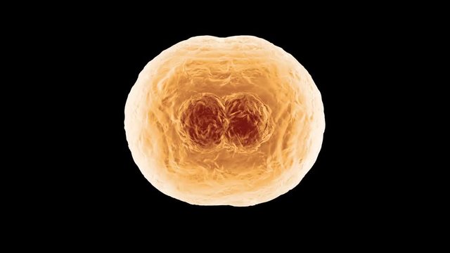 3D rendered Animation of the Mitosis and replication of a generic biological Cell.
