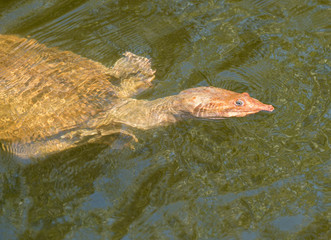 tortue à carapace molle de floride apalone ferox