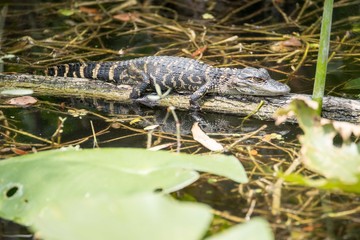 bébé aligator caché dans les everglades