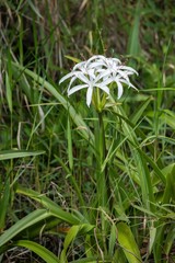 plante à fleurs blanches dans les everglades