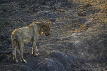 Fototapeta premium African lion in Kruger National park, South Africa