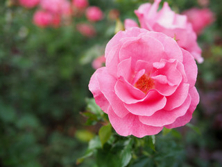 Blurred background of pink rose, pink rose background.