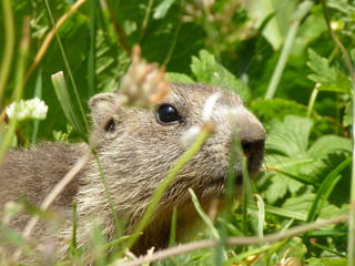 marmotte