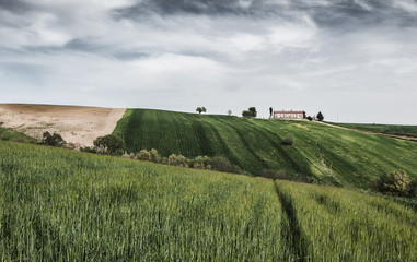 Obraz premium Campi di grano ancora verde con casolare sullo sfondo