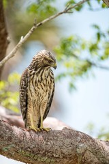 faucon en floride dans les everglades