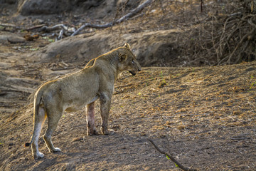 African lion in Kruger National park, South Africa