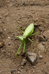 カマキリ